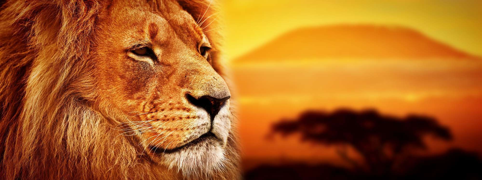 Lion